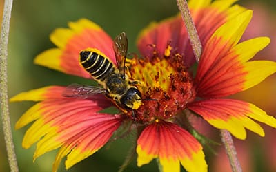 Leafcutter bees (Megachile spp.)